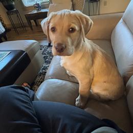 Labrador Retriever Puppies from Stirpe Corleone Labradors