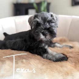 Texas AKC - Salt and pepper male Miniature Schnauzer puppy in Victorville, California from West Coast Royal Miniature Schnauzer
