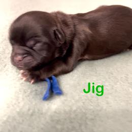 Jig - Chocolate male Shih Tzu puppy in Vernon, New Jersey from Calta’s Cute Shih Tzu