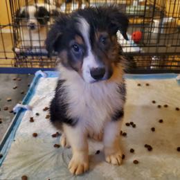 Bashful - Black tri-color female Australian Shepherd puppy in Rossville, Tennessee from GoodSprings Aussies