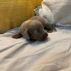 Bailey - Fawn (Isabella) female Dachshund puppy in Wayland, Iowa from CR Kennels