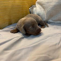Bailey - Fawn (Isabella) female Dachshund puppy in Wayland, Iowa from CR Kennels