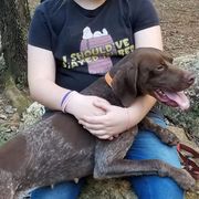 Braque Francais Pyreneans and Vizslas from Wingshot Kennels