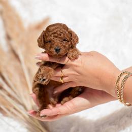 Rocco-Orange Collar - Red  male Poodle puppy in Atlanta, Georgia from Sprinkle Me Puppy
