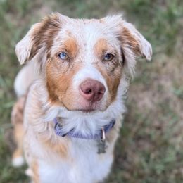 Australian Shepherds from Firefly Horse Co Wellness Retreat Center