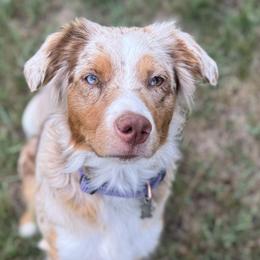 Australian Shepherds from Firefly Horse Co Wellness Retreat Center