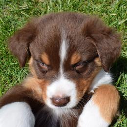 Scarlet - Red tri-color female Australian Shepherd puppy in Falcon, Missouri from www.maubachranch.com