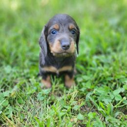 Blue - Fawn (isabella) and tan male Dachshund puppy in Goodman, Missouri from Jessica's Dashing Dachsunds and Fancy Frenchies