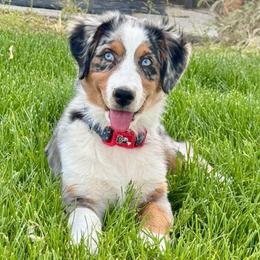 Kitty - Blue merle female Miniature Australian Shepherd puppy in Tonasket, Washington from V5 Aussies