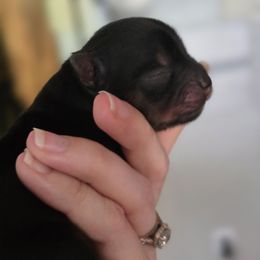 Girl 2 - Black and tan female Yorkshire Terrier puppy in Craig, Colorado from Yampa Valley Yorkies