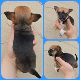 Dark sable boy - Black sabled fawn male Chihuahua puppy in Vineland, New Jersey from Royal Companion's