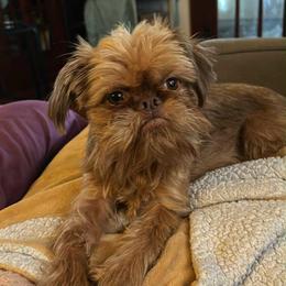 Sade - Brussels Griffon