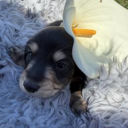 Johnny - Black and tan male Dachshund puppy in Hanford, California from Cooper Gals Doxies