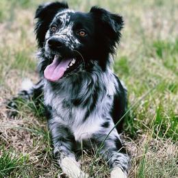 Rip - Australian Shepherd
