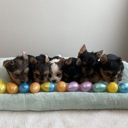 Yorkshire Terrier puppies from Stoneroad's Yorkies