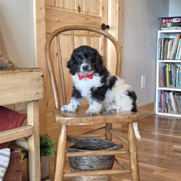 F1B Meet Nico :) - Black and white male Cavapoo puppy in Centerville, Iowa from Barnyard Dachshunds, Dals & Doodles