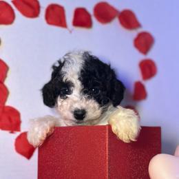 Stitch - Black and white male Cockapoo puppy in Griffin, Georgia from Rawls Lovely Little Tots