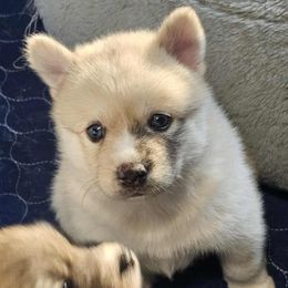 Sunshine - Merle female Pomsky puppy in Fairfield, Vermont from Pomskies of Vermont