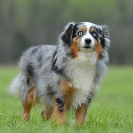 Lyric - Blue merle female Toy Australian Shepherd puppy in Hartman, Arkansas from Southern Edition Aussies