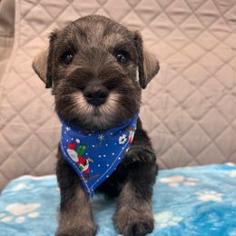 Miniature Schnauzer Puppies from NM Schnauzer Minis