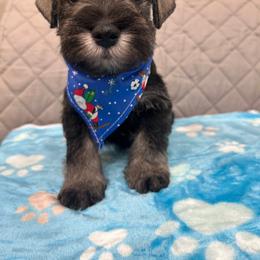 Miniature Schnauzer Puppies from NM Schnauzer Minis