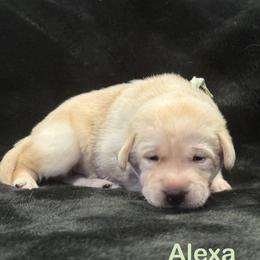 Alexa - Yellow female Labrador Retriever puppy in Tigard, Oregon from Morrison Labrador Retreivers