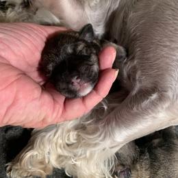 Miniature Schnauzer Puppies from Circle R Ranch