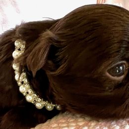 Girl 1 - Shih Tzu puppy in Eufaula, Alabama from Shih Tzu Show Offs