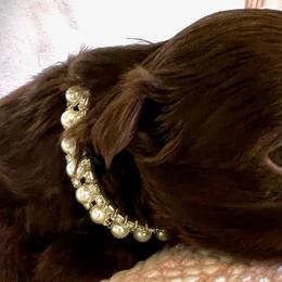Girl 1 - Shih Tzu puppy in Eufaula, Alabama from Shih Tzu Show Offs