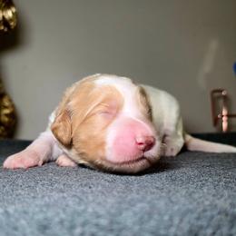 Sandy (Red) - Parti female Labradoodle puppy in Plainfield, New Jersey from Caris Paws Poodles and Labradoodles
