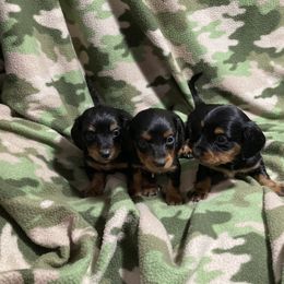Dachshund and Pembroke Welsh Corgi Puppies from Dirty Creek Dachshunds and Corgis