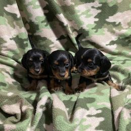 Dachshund and Pembroke Welsh Corgi Puppies from Dirty Creek Dachshunds and Corgis