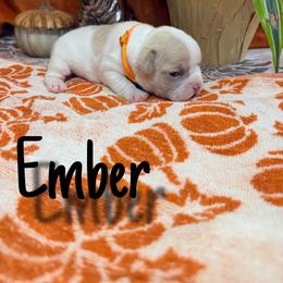 Ember - Cream male French Bulldog puppy in Peoria, Arizona from A Quality French Bulldogs AZ