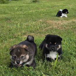 Shiba Inu puppies from Muddy Rock Farm