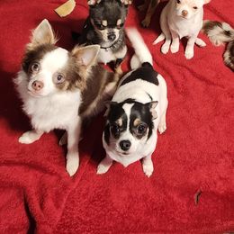 Chihuahuas from Paw's & Awe's Chihuahuas