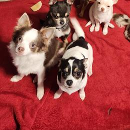 Chihuahuas from Paw's & Awe's Chihuahuas