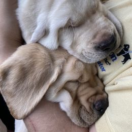 Jack Russell Terrier and Labrador Retriever Puppies from Canine Assist