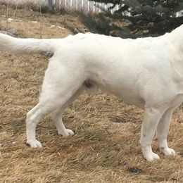 Labrador Retrievers from Cloud Peak Labradors