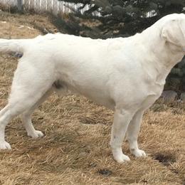 Labrador Retrievers from Cloud Peak Labradors