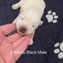 3rd Male - White male West Highland White Terrier puppy in Mayo, Florida from Carrot Tails LLC