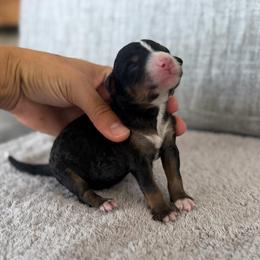 Girl 2 - Tri-color female Bernedoodle puppy in Spring Hill, Florida from Ohana Doodles