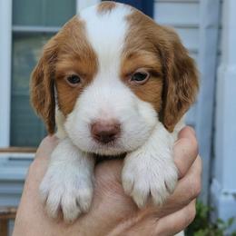 Grey Boy - Orange and white male Brittany puppy in Mertztown, Pennsylvania from Whispering Hills Gun Dogs