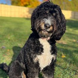 Oso - Bernedoodle