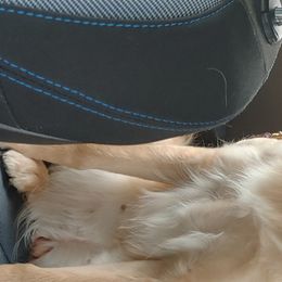 Patti - Golden Retriever