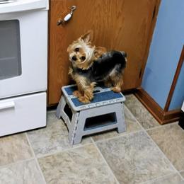 Yorkshire Terrier All Grown Up from Wendy's Pawsitive Training, LLC