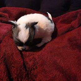 Maybelle - Chocolate and white female Chihuahua puppy in Clarksville, Indiana from Fabulous little paws