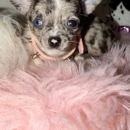Chihuahua Puppies from Chihuahua casa