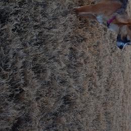 Penelope - Chihuahua