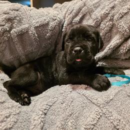 Light Blue Collar Male - Black male Cane Corso puppy in Pylesville, Maryland from Safe Haven Cane Corso