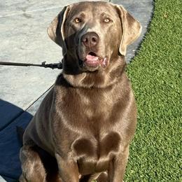 REMMY - Labrador Retriever